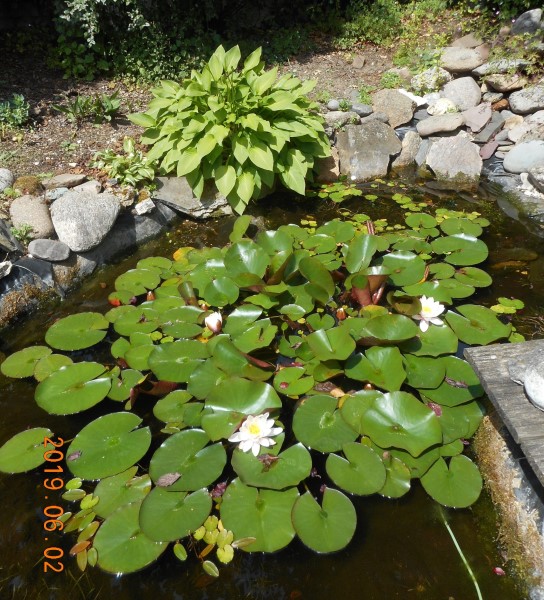 Waterlelies